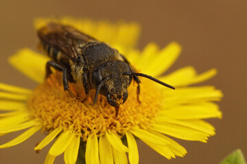 Closeup on a rare female klepetoparasite , Coelioxys alatus, sitting on yellow flowers of meadow false fleabane, Pulicaria dysenterica