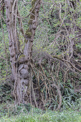 tree in the woods