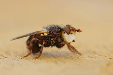 Detailed lateral closeup on Myopa testacea , a parasite fly on solitary bees