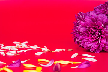 Flower petals on red background. Valentine's and Mother's Day concept