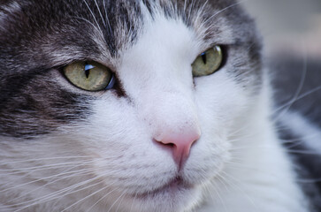 Portrait of a pet gray-white cat, illuminated by the sun.