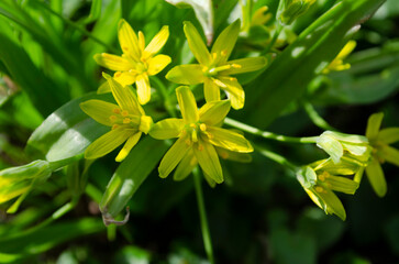 Small flowers of Gagea lutea or goose onions close-up. Yellow Star-Of-Bethlehem spring blooming on sunny day.