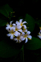 white frangipani flower on black background