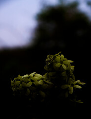 flower on black background