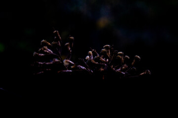 Flowers in the forest 