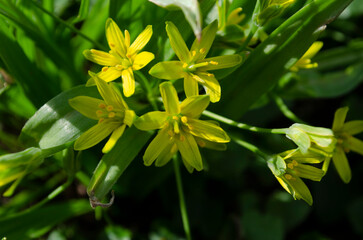 Small flowers of Gagea lutea or goose onions close-up. Yellow Star-Of-Bethlehem spring blooming on sunny day.
