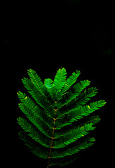 fern leaf