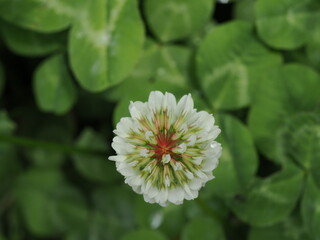 真上からのシロツメクサ