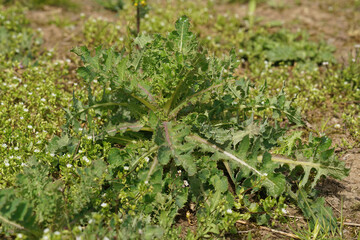 Closeup on a fresh green emerging prickly sow-thistle, Sonchus asper in the field