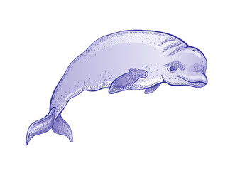 Beluga Whale vector illustration. Ocean animal line drawing. Sea water polar whale vintage art. Watercolor marine sketch on white background. Vector Underwater arctic beluga, environment design