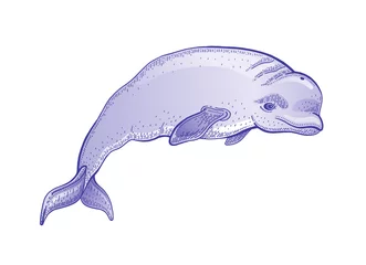Foto op Plexiglas Beluga walvis vectorillustratie. Oceaan dier lijntekening. Zeewater polaire walvis vintage kunst. Aquarel mariene schets op witte achtergrond. Vector Onderwater arctische beluga, milieuontwerp © Olga Che