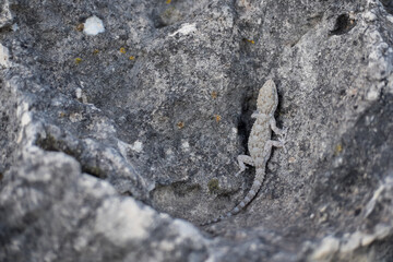 A close-up of a grey moorish gecko on a stone