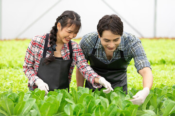 couple farmer checking and picking organic vegetables in hydroponic farm
