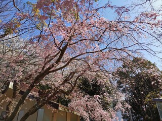 tree blossom