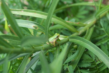 葉っぱの奥に隠れていたアマガエル

