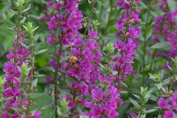 赤紫色のミソハギと蜜を吸う小さなミツバチ
