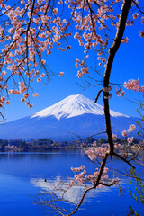 20220412河口湖産屋ヶ崎の桜と富士山