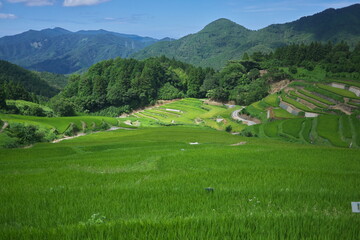 Fototapeta na wymiar 晴れた日の山の中の緑色の棚田 