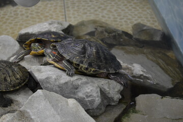 Fototapeta premium turtle on the rocks