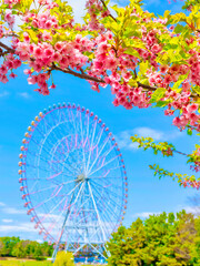 葛西臨海公園の河津桜と観覧車