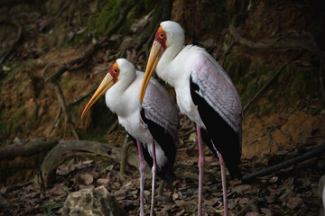 アフリカヘラサギ