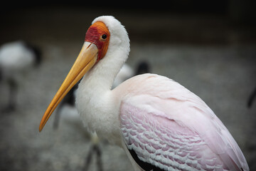 アフリカヘラサギ