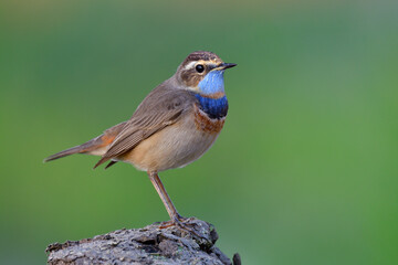 beautiful brown bird has orange and blue shade on its chest with light blue feathers on its chin expose over dirt top over fine blue background