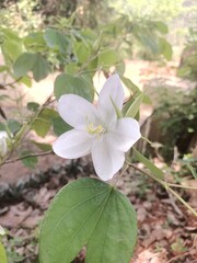 Mandaram flower