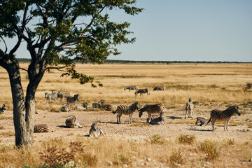 Fototapeta na wymiar Eating and walking. Zebras in the wildlife at daytime