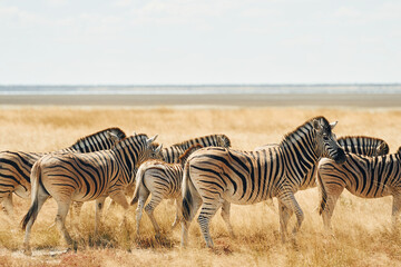 Fototapeta na wymiar Eating and walking. Zebras in the wildlife at daytime