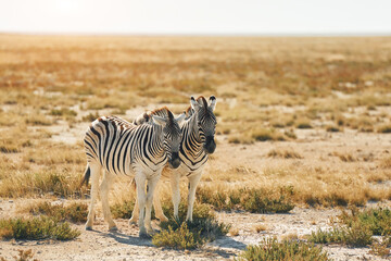 Fototapeta na wymiar Mammals is in the field. Zebras in the wildlife at daytime