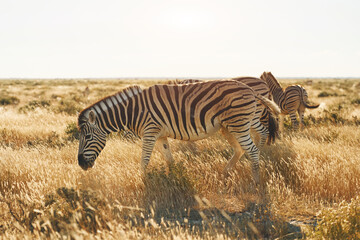 Naklejka premium Beautiful animals. Zebras in the wildlife at daytime