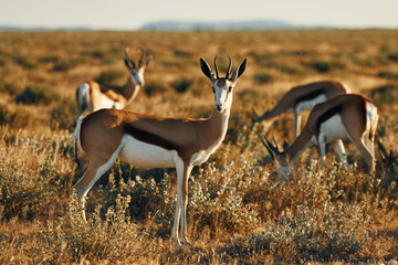 Many of the anthelopes is in the wildlife outdoors in Africa