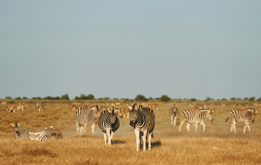 Fototapeta na wymiar Zebras in the wildlife at daytime