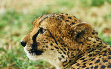 Close up view of cheetah that is lying down on the green grass outdoors