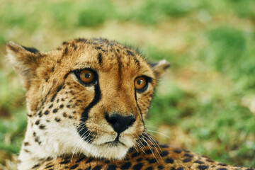 Close up view of cheetah that is lying down on the green grass outdoors