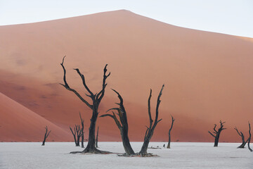 Fototapeta na wymiar Famous touristic place with dead trees. Majestic view of amazing landscapes in African desert