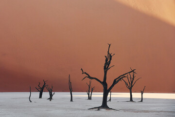 Fototapeta na wymiar Dead trees is in the sand. Majestic view of amazing landscapes in African desert