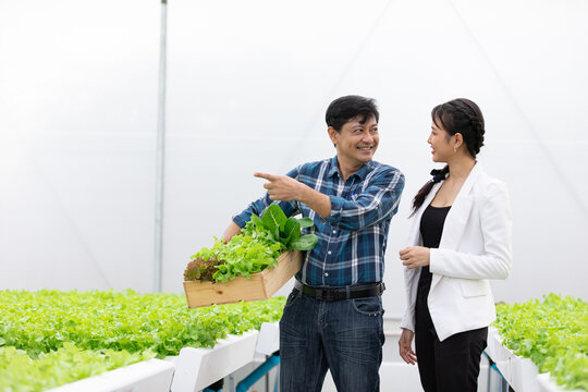 businesswoman and farmer checking organic vegetables together in hydroponic farm