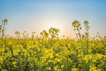 Rapeseed field at sunset. Blooming canola flowers in spring