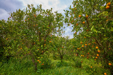 Landscape with Citrus Orchard in Sicily, Italy.