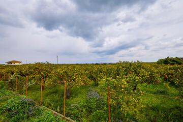 Fototapeta na wymiar Landscape with Citrus Orchard in Sicily, Italy.