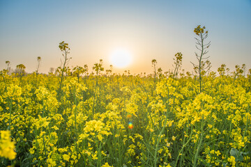 Obraz premium Rapeseed field at sunset. Blooming canola flowers in spring