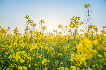 canola or rape flowers on a background of blue sky in spring