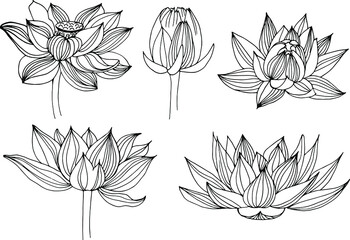 set of vector drawings line lotus flowers