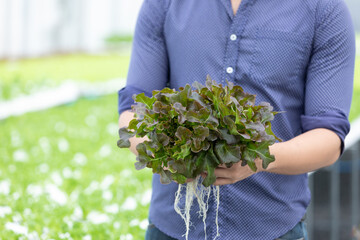 close up farmer hands holding and checking organic vegetables in hydroponic farm