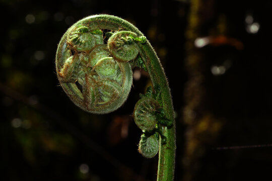 Young curling leaf of tree fern (Dicksonia antarctica), Tasmania, Australia