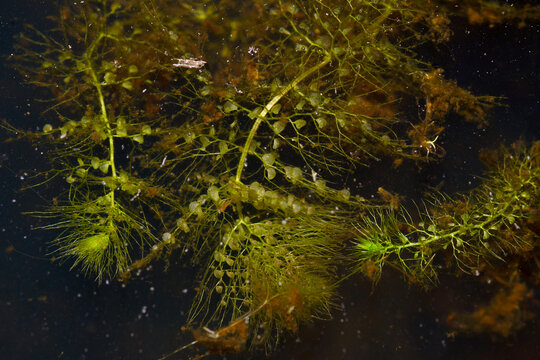 Floating traps of aquatic bladderwort (Utricularia australis), Tasmania, Australia