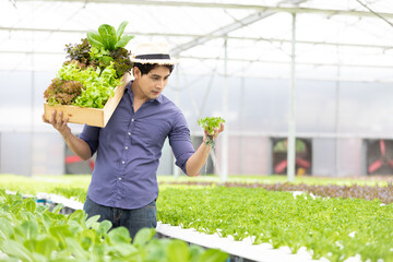 farmer picking organic vegetables and holding basket in hydroponic farm