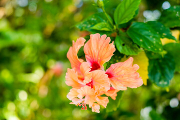 orange hibiscus flower close up